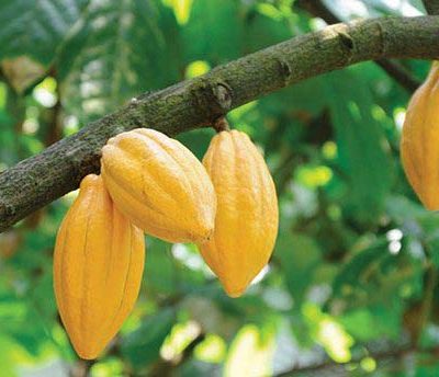 Highest-Cocoa-Producers-in-Africa-710x344